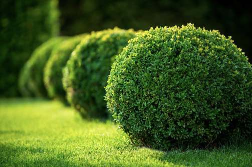 bushes