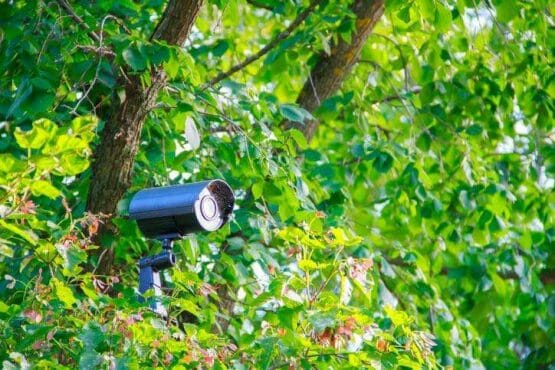 cover camera with foliage