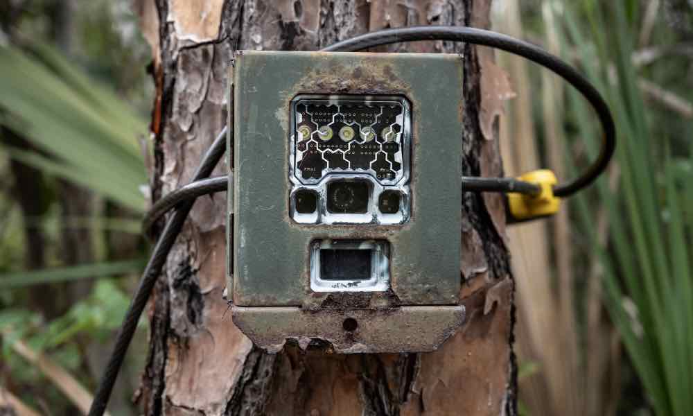 plain trail camera