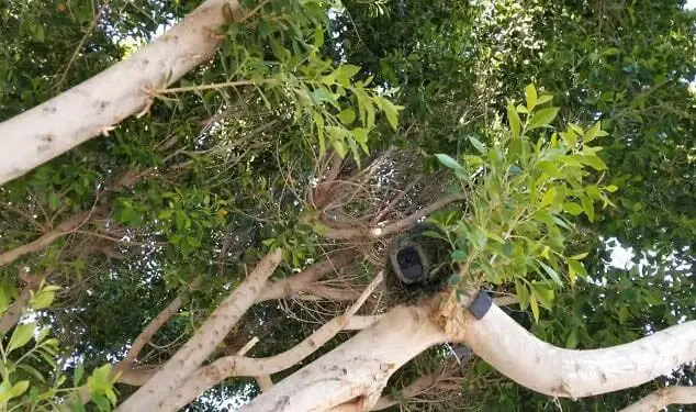 camouflage in trees