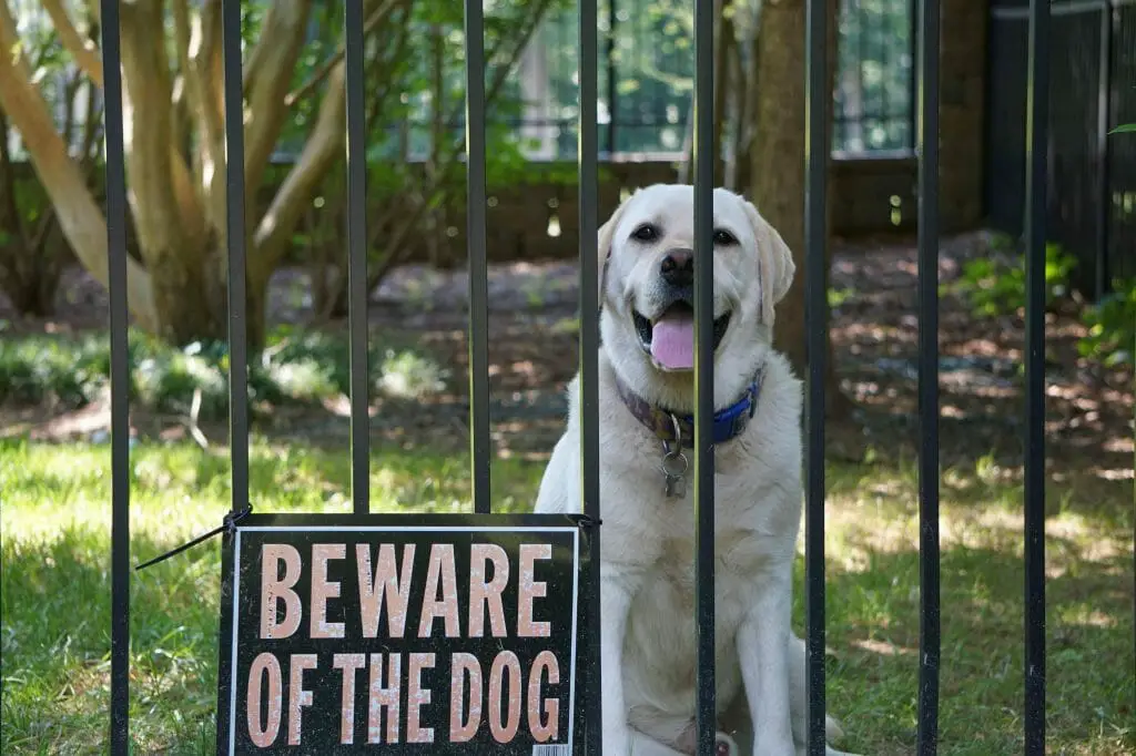 a dog inside fence with a beware of the dog sign