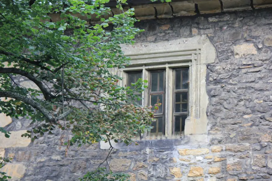 planting a tree outside window area