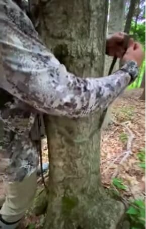 determining the area on the tree for trail camera