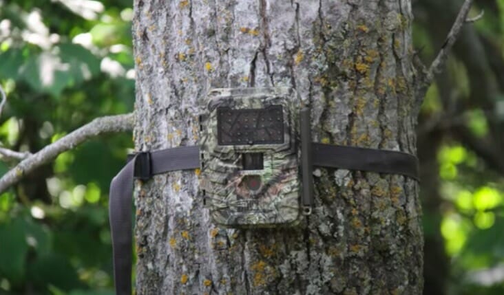 trail camera high enough not to be reached normally